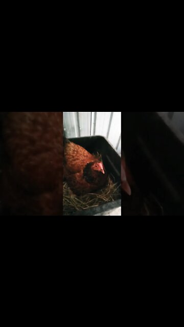 Good morning Chook chook 29th September