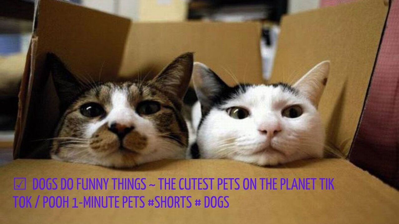 ☑ ️ Dogs Do Funny Things ~ The Cutest Pets on the Planet Tik Tok / Pooh 1-Minute Pets #Shorts # Dogs