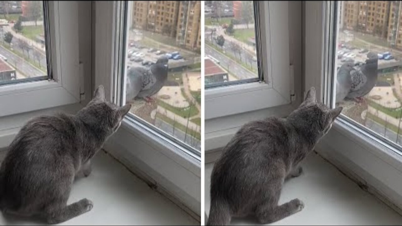Cat tries to make contact with pigeons outside window #Shorts