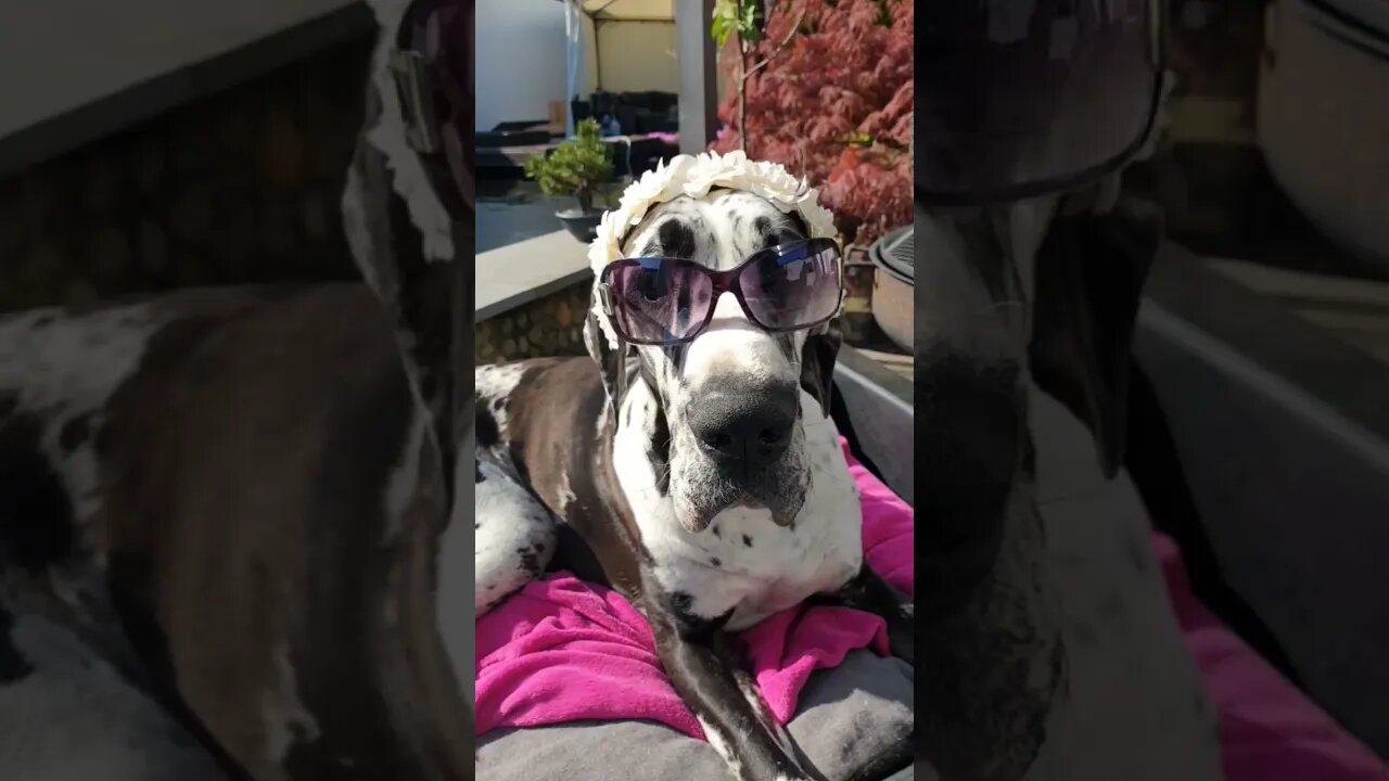 do you like me||Gigox||great dane||great dane dog puppies#animal#dogs#cuteboxerdog