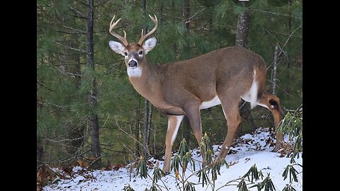 Deer Rifle Checkup