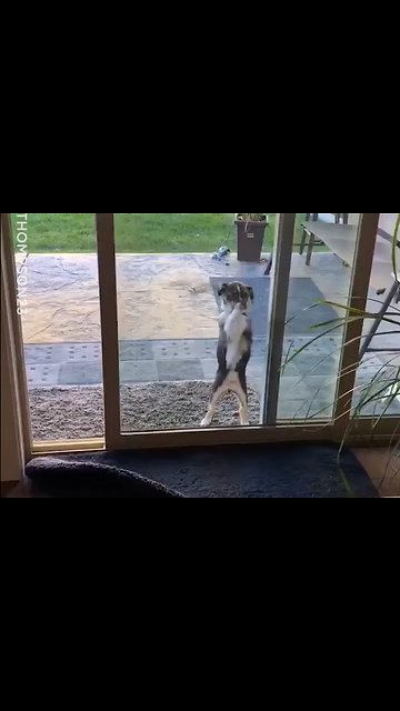 Dog Trying To Get Inside