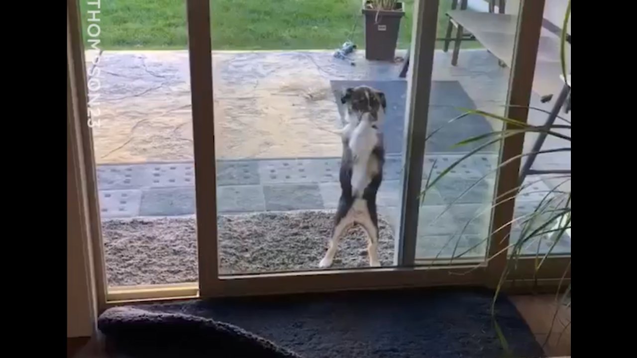 Dog Trying To Get Inside