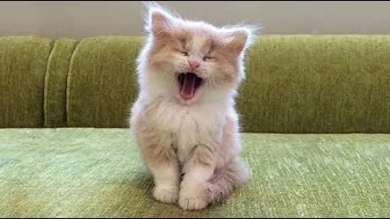 OMG Super Cute ♡ Best Funny Cats and Dogs Compilation #17 Itimalia