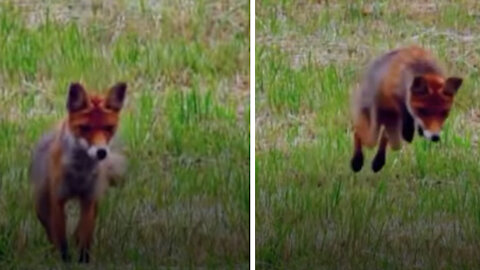 A lovely Baby Fox learning to Hunt, catching it's first prey.