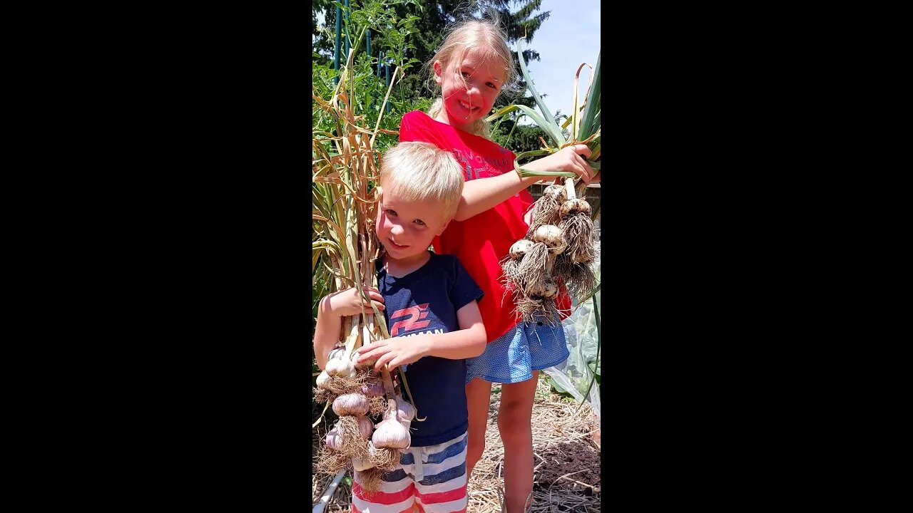 Garlic Harvest #Short