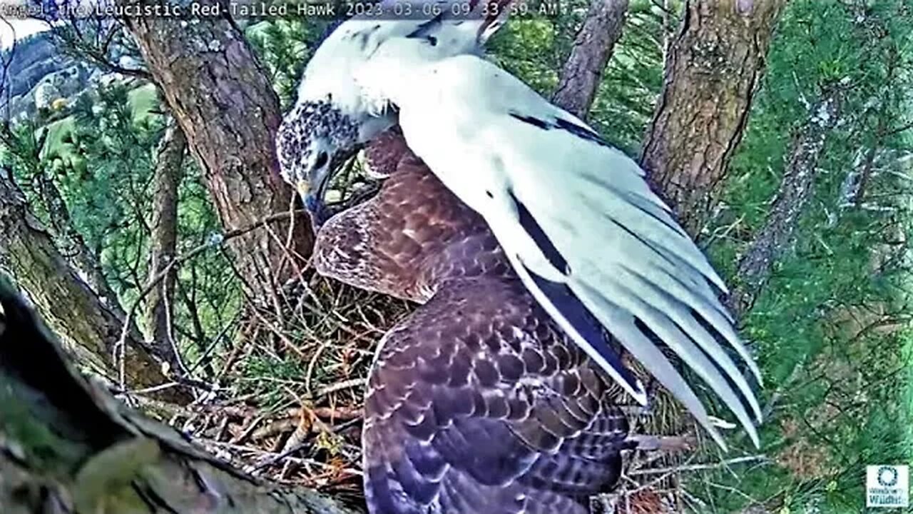 Food Fight at The Nest 🌲 03/06/23 09:33