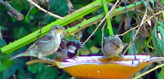 IECV NV #431 - 👀 House Sparrows Eating From The Orange Glass Feeder🐤 7-16-2017