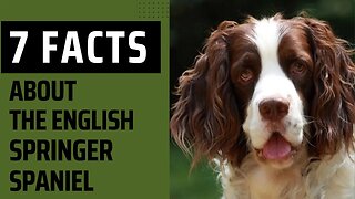 7 Facts About the English Springer Spaniel. English Springer Spaniel Dog Breed Info.