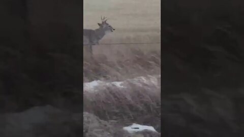 Whitetail buck racing a pickup in SD! #shorts