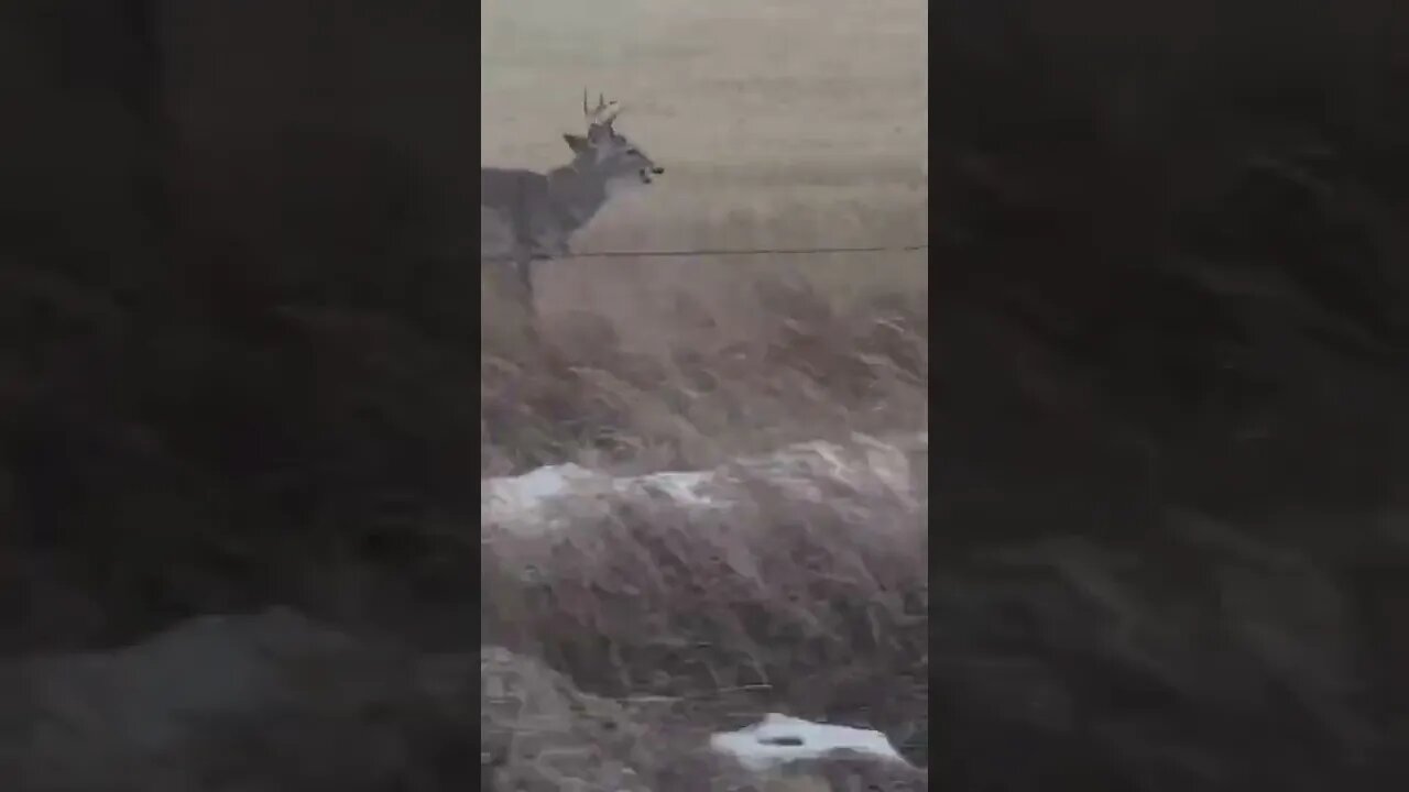 Whitetail buck racing a pickup in SD! #shorts