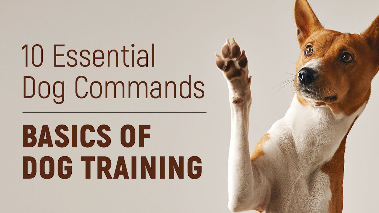 10 Essential Dog Commands to Teach Your Dog - Dog training basics