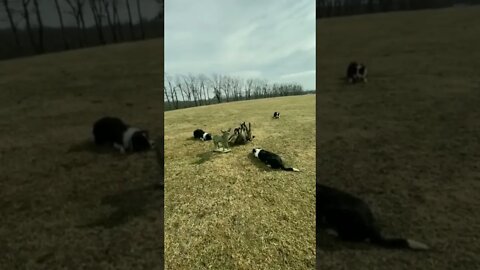 Could really use their help when family comes to visit during the holidays 🤣😂 #shorts #animals