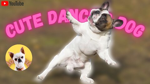 Confused funny dogs 2021