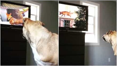 Cagnolina confusa vedendo un cane in TV