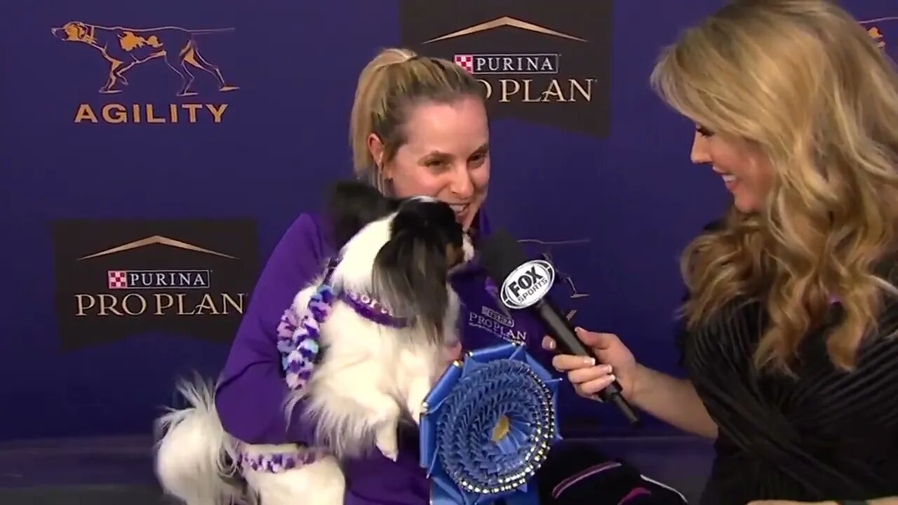 Best of the Agility competition from the 2020 Westminster Kennel Club Dog show