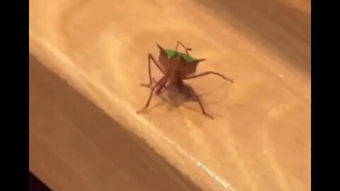 Omg!😱 Bug Wave 👋 to woman This got me tripping 🤣