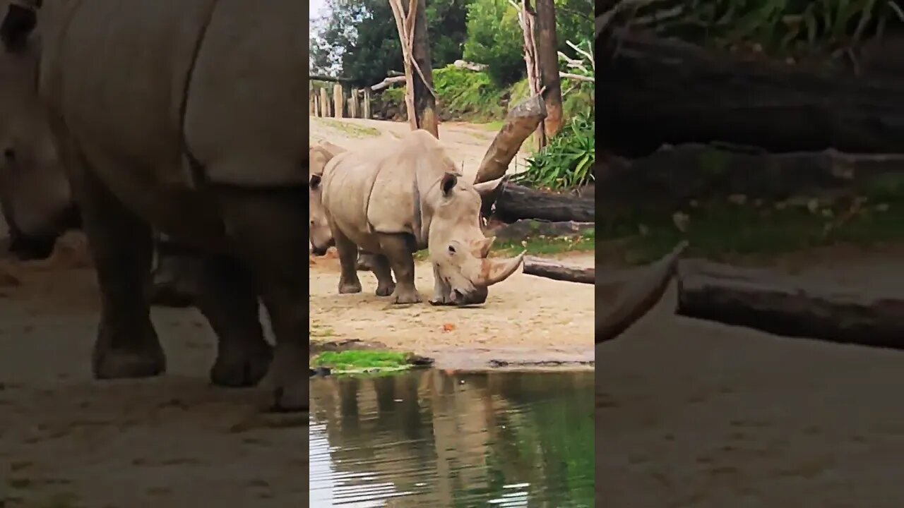 #rhino,#zoo,#aucklandzoo,#babyrhino