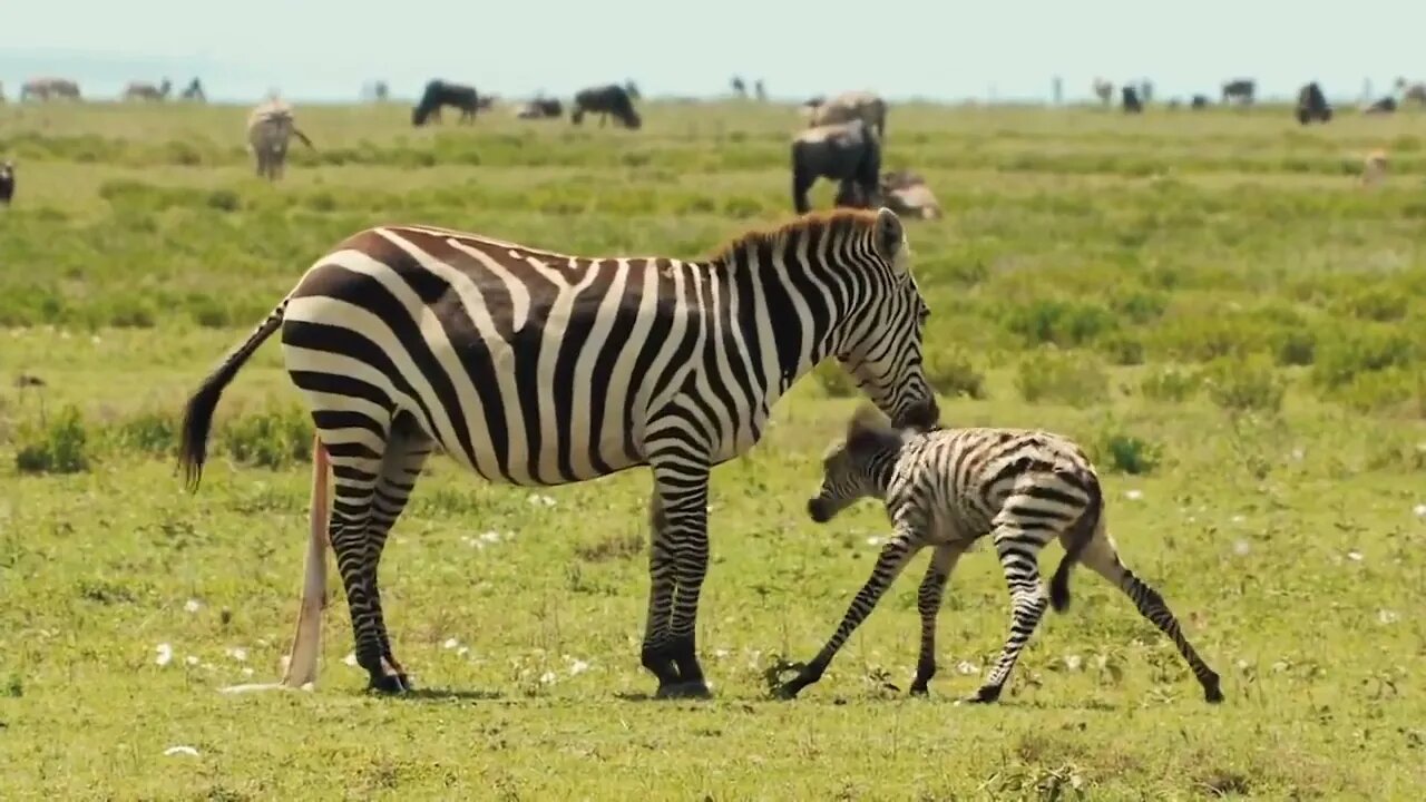 HUNTER BECOMES THE HUNTED | Mother Zebra Save Her Newborn From Lion , Giraffe vs Lion-6