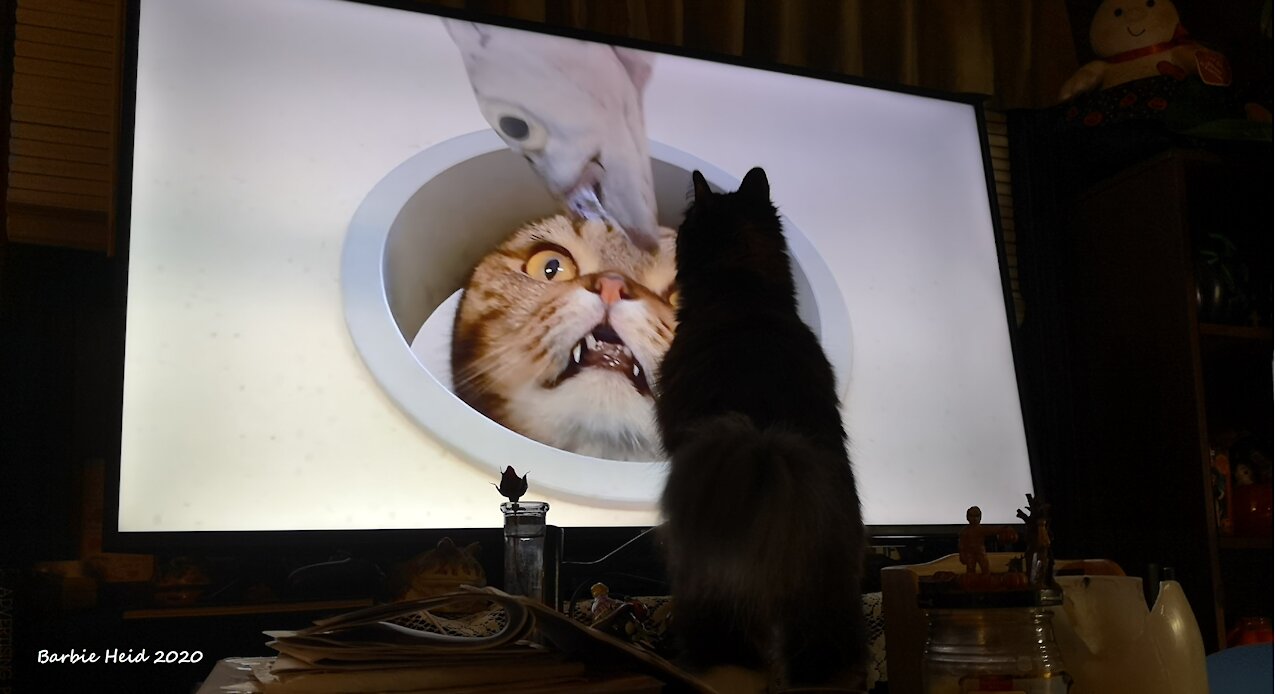 My cat's a TV junkie!