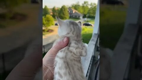What a beautiful world it would be if humans had hearts like dogs #shorts