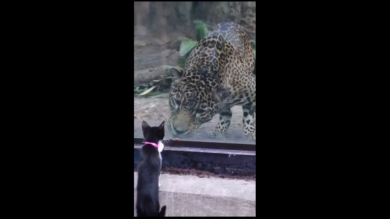 https://youtu.be/bwDQzTTbsd8?si=yZW-dHvor6fHQshe
