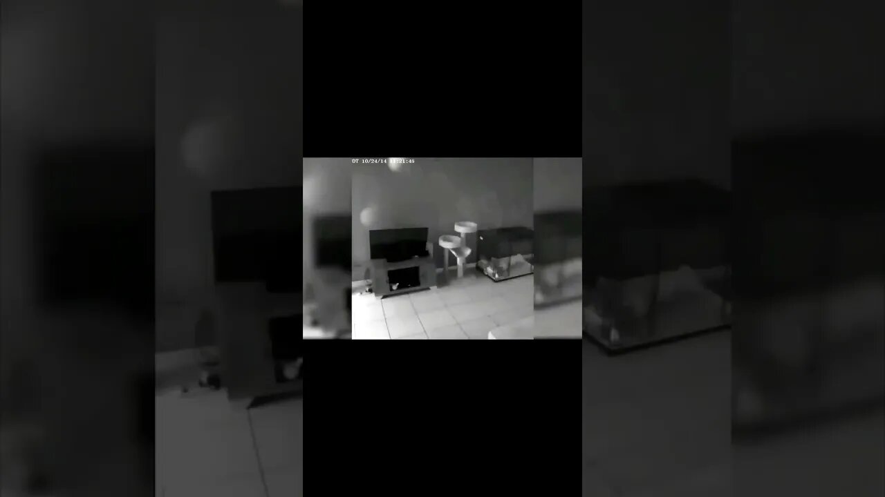 What Cats Do When Your Not Home #shorts #cats #funny #like #subscribe