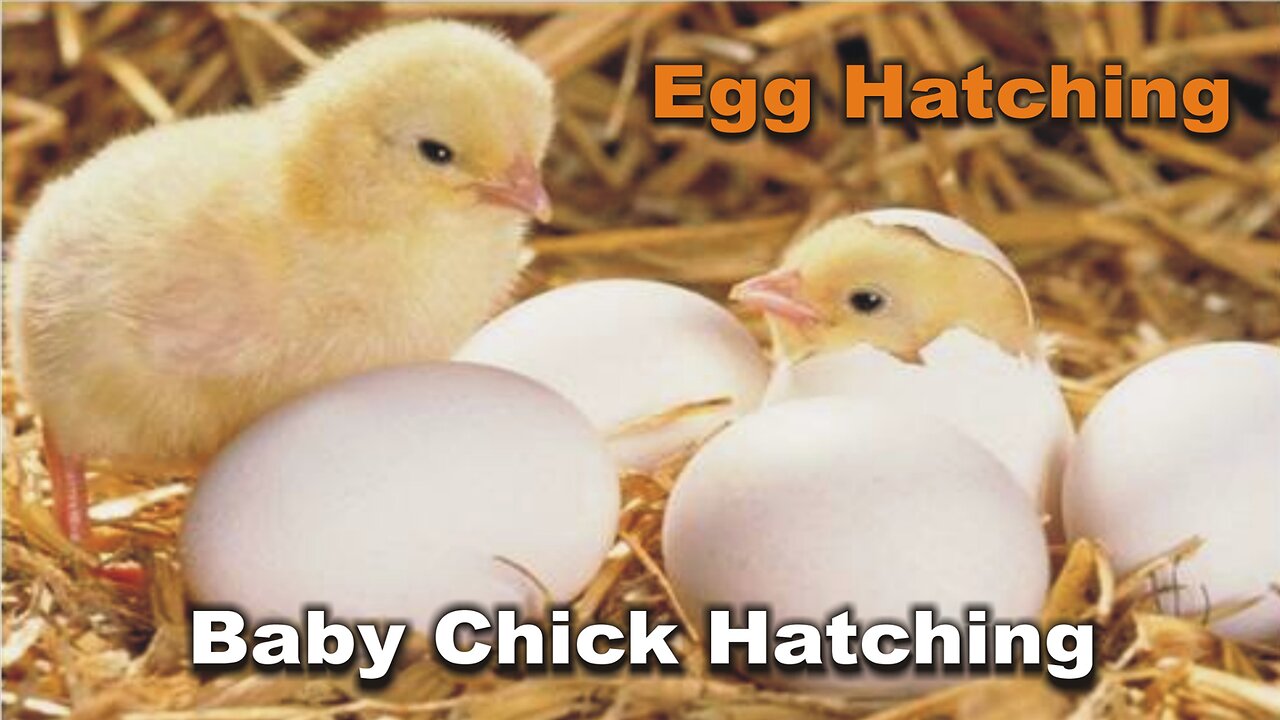 Baby Chick Hatching | Egg Hatching