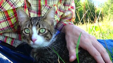 Kitten Watches the Meadow