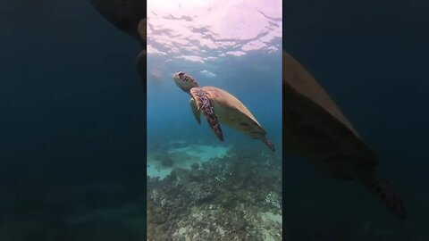 The Best Snorkeling Is In Oman