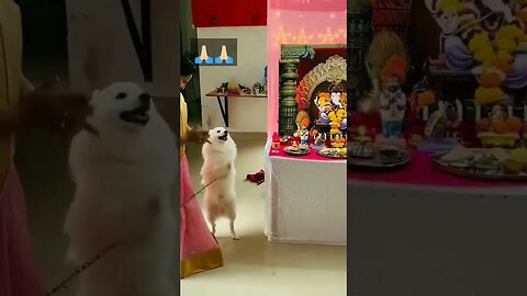 Dog is Clapping 😍💖