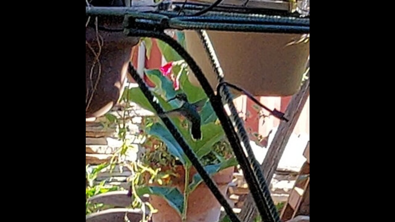 Hummingbirds at the feeder and flowers