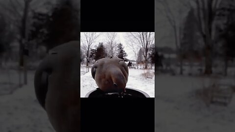 Mourning pet dove fighting for food, Funny cute pets lovers #shortsvideo