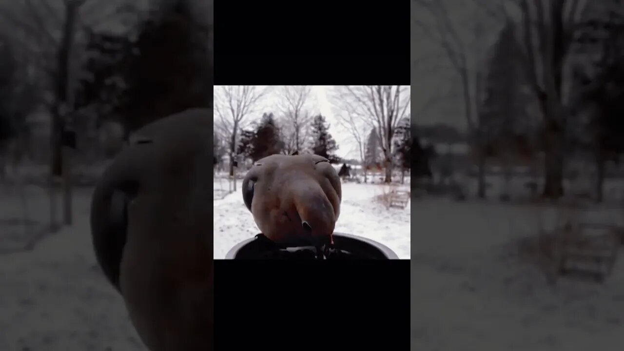 Mourning pet dove fighting for food, Funny cute pets lovers #shortsvideo
