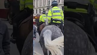 Mounted police horses met police London #horseguardsparade
