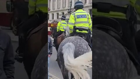 Mounted police horses met police London #horseguardsparade