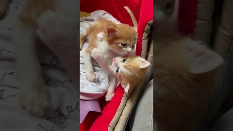 Funny kittens hug each other