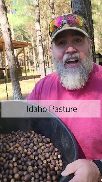 Free Food For Your PIGS!