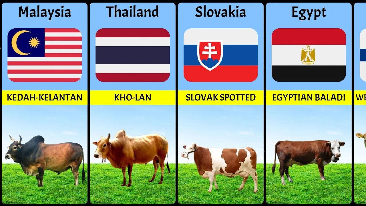 Cattle Breeds From Different Countries