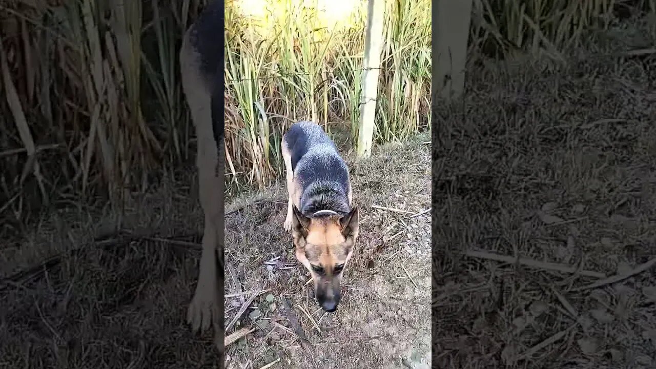 oh.. teri todh lage #viral #shorts #ytshorts #rudrakrishna #newpost #vlog #dog #desi #shortsvideo