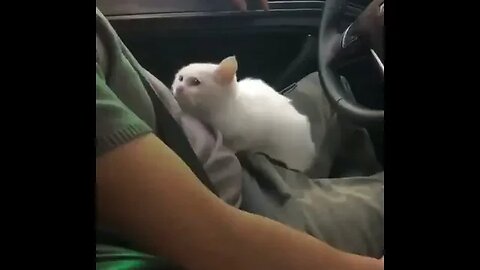 PLAYING CAT VIDEO MEAWWW