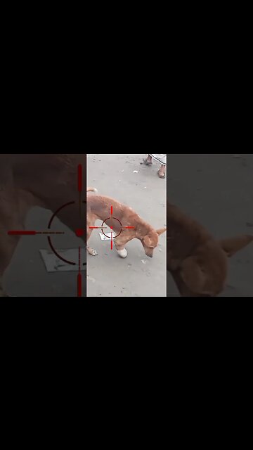 Hunting Coyotes #shorts #dog #animals #hunter #coyotes #viral #ytshorts #dogs