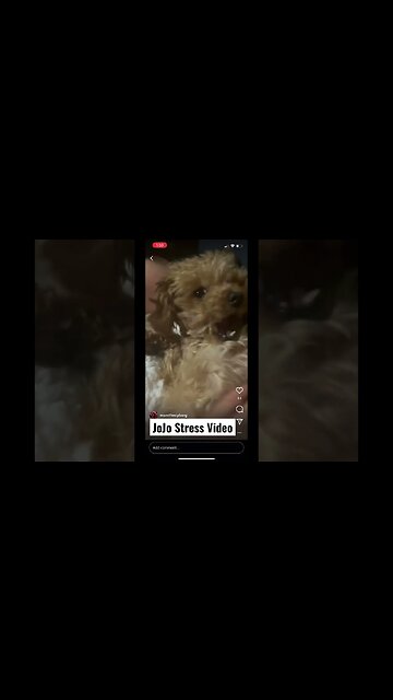 Puppy Videos to Reduce Stress #puppies #stressrelief #spyxfamily