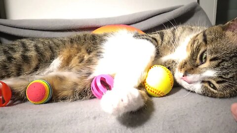 A Lazy Cat