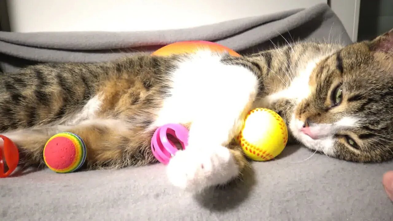 A Lazy Cat