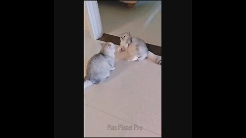 @Shorts @Reels Amazing funny and uniques pet videos @Short 58 @Shorts_Full-HD