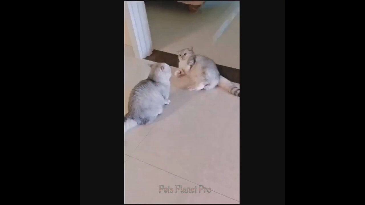 @Shorts @Reels Amazing funny and uniques pet videos @Short 58 @Shorts_Full-HD