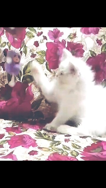 Gorgeous Kitten Playing With Doll Key Chain