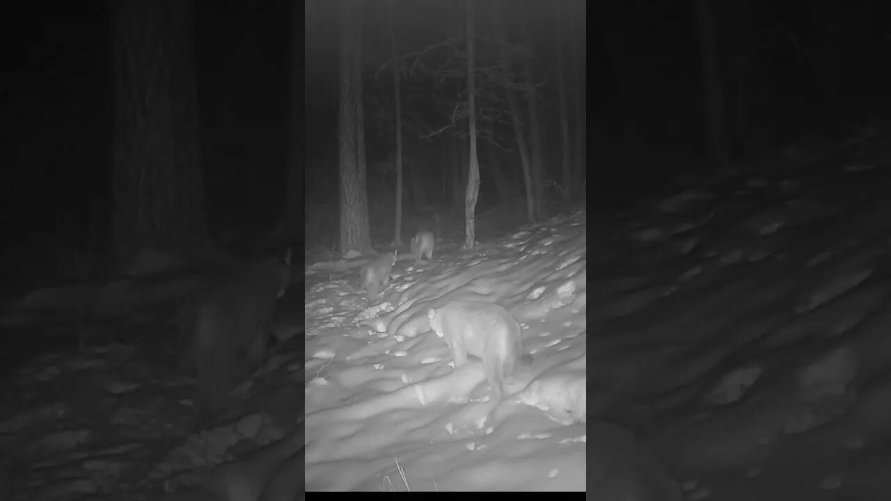 4 Mountain lions #mountainlions #montana #countryliving #farmlife #shorts