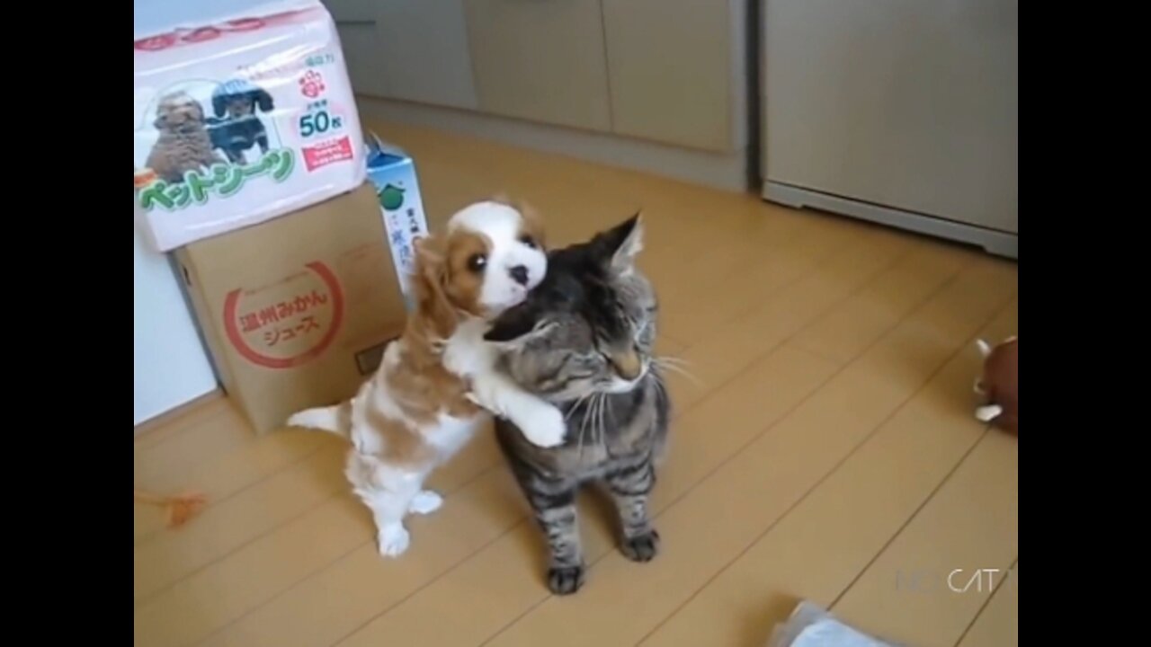 Cute puppy biting the Cat ear and playing with the cat